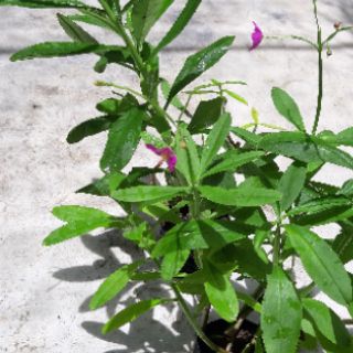 6 cây giống sâm đất( thổ sâm)cao hơn30cm
