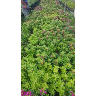 cây bông giấy mỹ mini