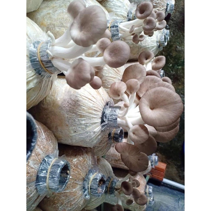 Phôi nấm Bào ngư