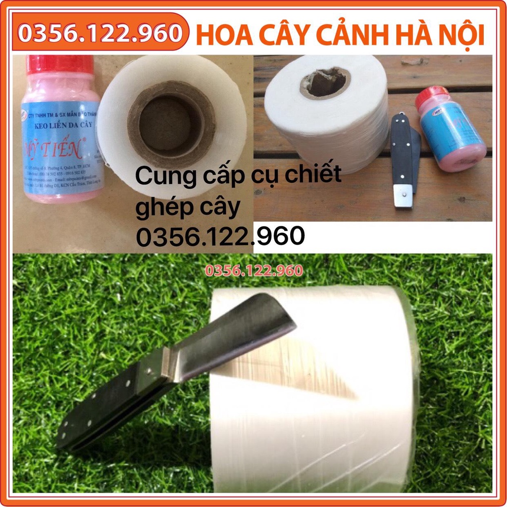 [Rẻ vô địch] Bộ 3 dụng cụ chiết ghép cây lưỡi đen cán gập, giấy ghép tự hủy khổ 5cm, keo liền xẹo