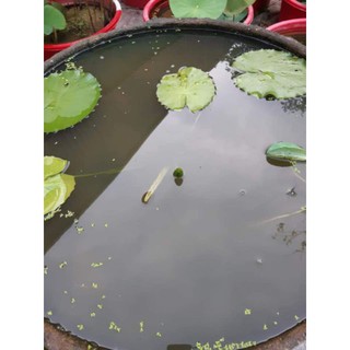 Củ hoa súng kép đẹp