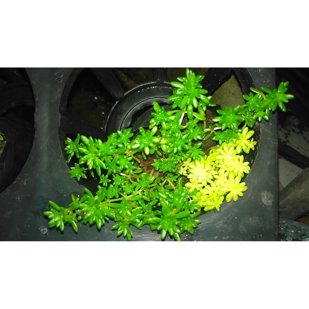 Cây Sedum cỏ vàng mix cỏ trắng dùng trồng viền, trang trí thảm cỏ