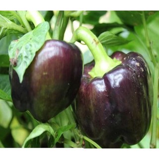 Hạt Giống Ớt Chuông Đen