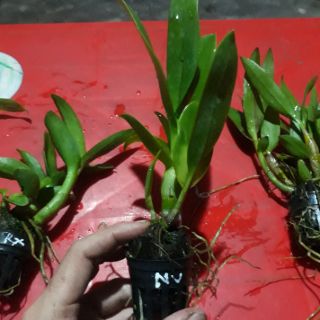 Combo 5 loại denro nắng