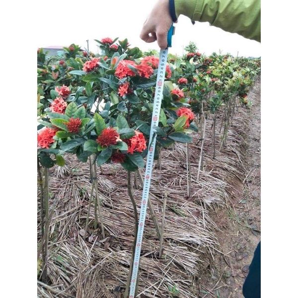 Cây Mẫu Đơn Đỏ Cao 1m
