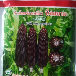 Ngô nếp tím Thái Lan gói gần 100 hạt