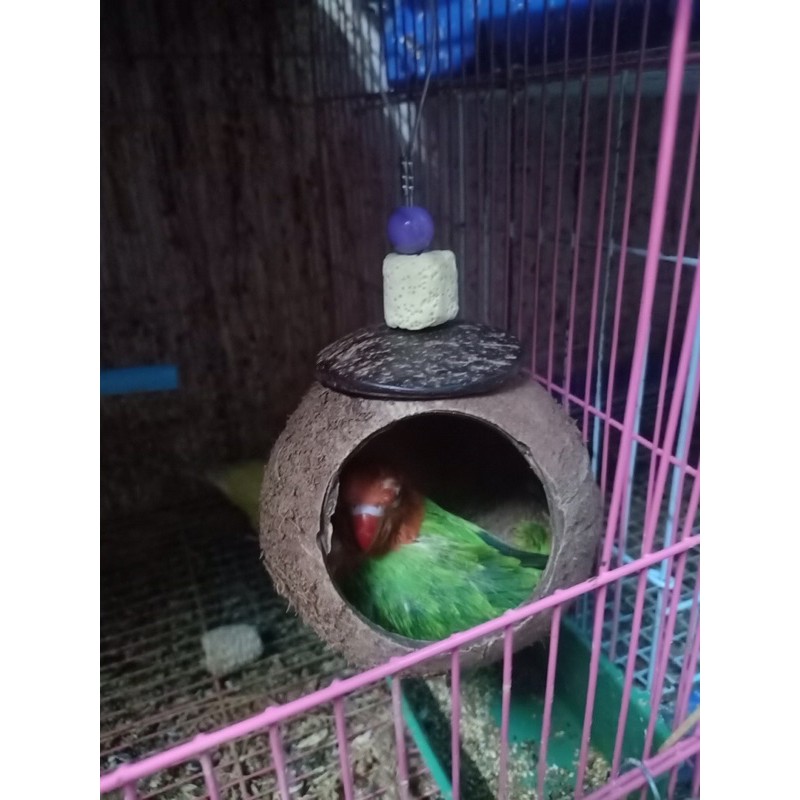 Tổ gáo dừa giải trí cho chim vẹt.