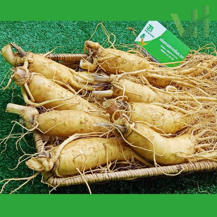 269k Nhân Sâm Tươi Hàn Quốc Loại 1 hàng đẹp loại 8 củ/kg