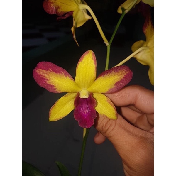 Hoa lan Thiên lan xổ chớp 5%
