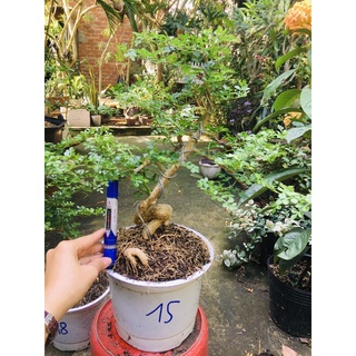 combo 10 cây giống cần thăng