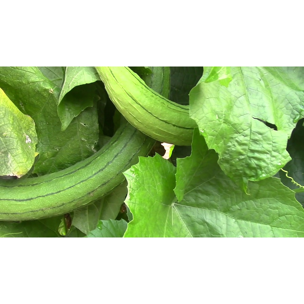Phân dơi 1kg nén viên cao cấp 100% Organic đã qua xử lý dùng cho mọi cây trồng