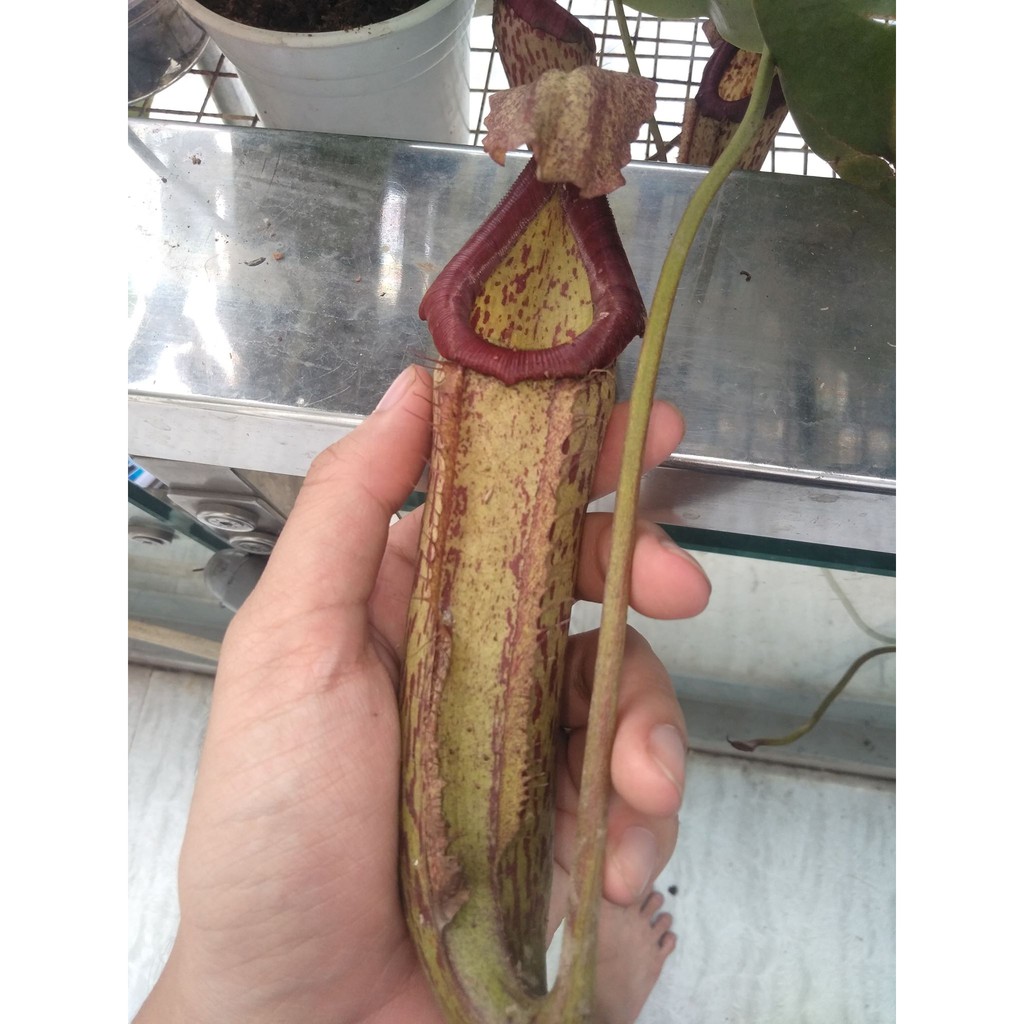 Nắp ấm các loại - nepenthes