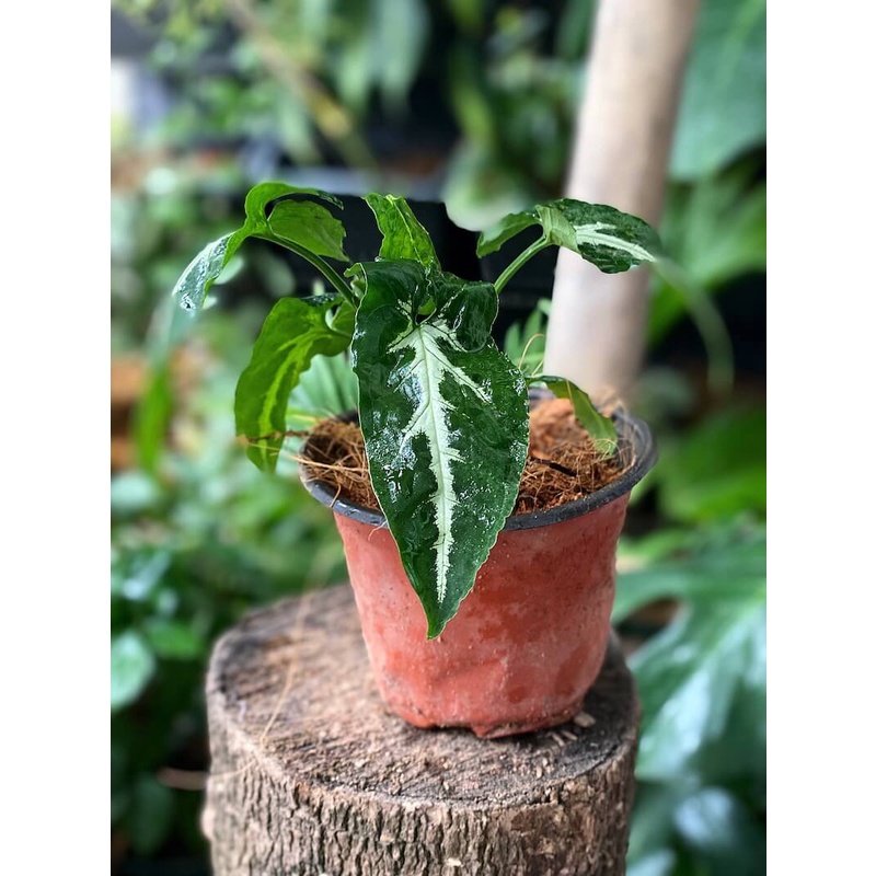 Cây Syngonium wendlandii Silver Goose Foot (Trầu Bà Nhung) chậu nhựa 10cm