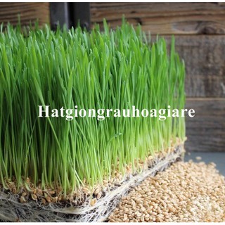 Hạt giống Cỏ Lúa Mì Đỏ Wheatgrass Cỏ Mèo tặng kèm kích mầm
