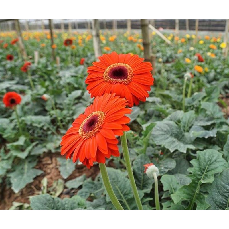 Hạt giống hoa Đồng Tiền Kép 30 Hạt Outsidepride Gerbera Daisy Flower Seed Plant Mix