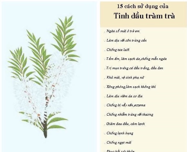 [ 10ML ] Tinh Dầu Tràm Trà 100% Organic - Chai nhỏ giọt ( Tea Tree Oil )