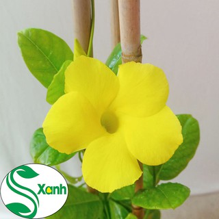 Cây Leo Huỳnh Đệ Vàng