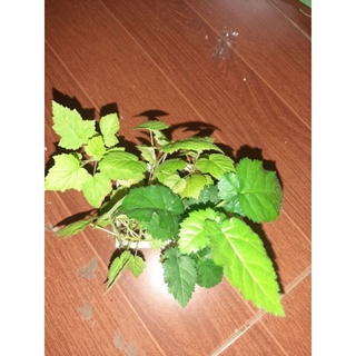 Combo 5 cây mâm xôi cấy mô