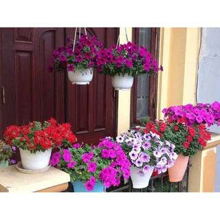 HẠT GIỐNG HOA DẠ YẾN THẢO MIX