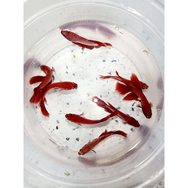 1 Bé betta RỒNGG Đỏ lai Siêu Đẹp trống size vừa tặng thức ăn