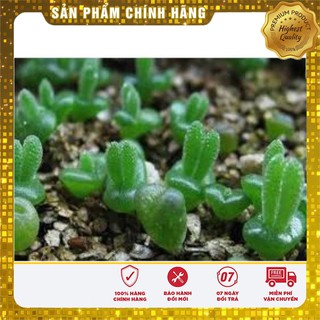 Hạt giống CÂY TAI THỎ ( 4 hạt )