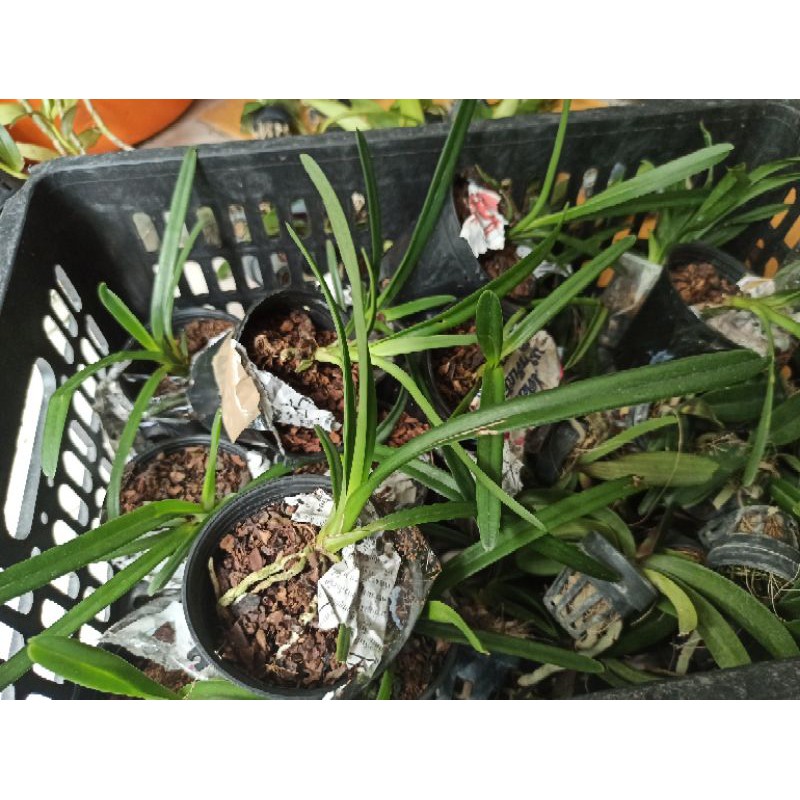 Hoa lan kiếm Phan Trí