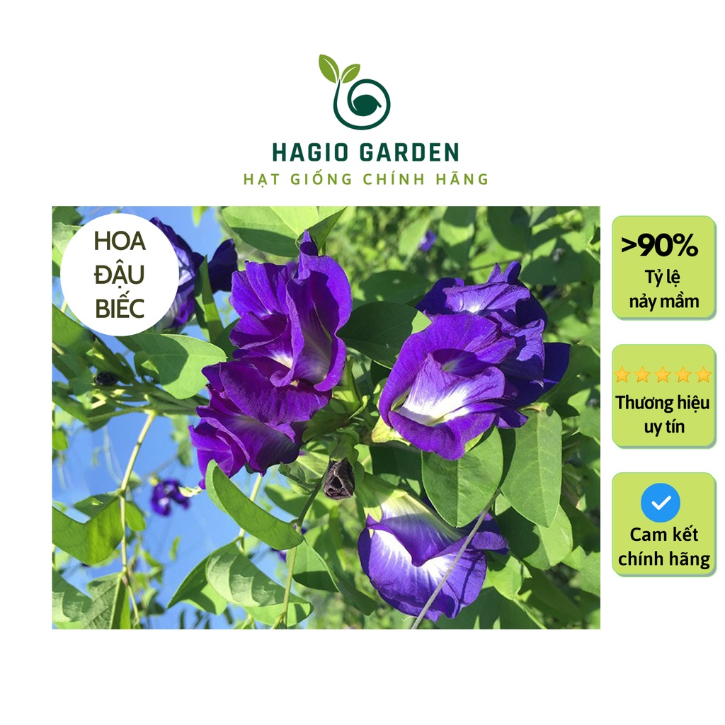 Hạt giống hoa đậu biếc Rado 861 chính hãng Rạng Đông hoa nở thường xuyên, hạt giống hoa HAGIO