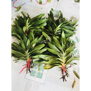 lan tam bảo sắc 35k/bó ( bó 3 cây)