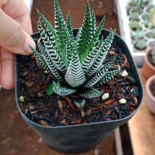 Móng rồng size trung