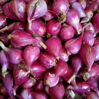 HÀNH Tím Lý Sơn