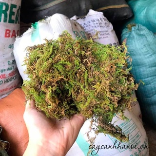 Giá Thể Rêu Rừng Trồng Lan 200g