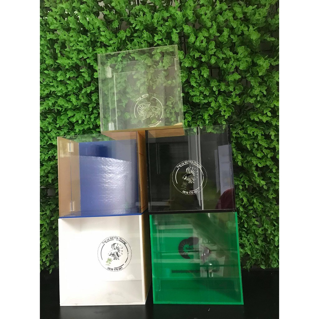 Hồ show cá 2 ngăn khắc tên 15x15x15cm, betta