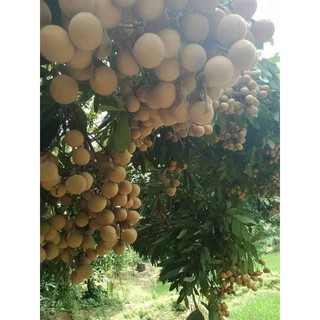 cây nhãn siêu ngọt Hưng Yên