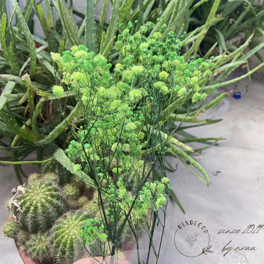 Hoa Baby Khô Trang Trí - Gypsophila