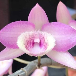 Phi điệp hồng ngọc