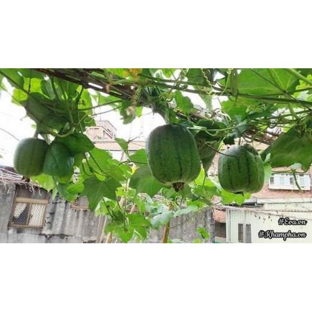 Hạt giống Mướp Táo, Mướp Hương Đài Loan (10 hạt) KHUYẾN MẠI TẾT
