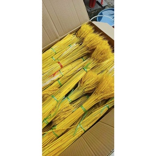 Bó 100 Bông Lúa Mạch Khô Decor Màu Vàng Đẹp