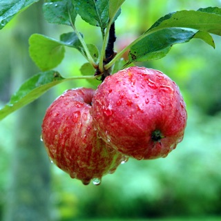 hạt giống Táo tây, táo lùn đỏ f1