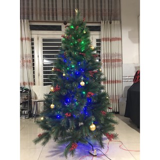 Cây thông cước đầu vàng gắn trái đỏ cao 1m5