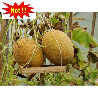 Hạt Giống Dưa Lưới Lõi Vàng Oval  (10 hạt)