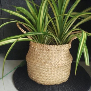 Sọt cói trồng cây đựng đồ