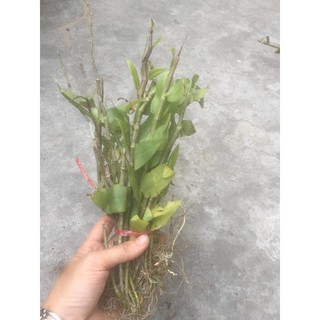Combo lan rừng 5 loại 30k/bó