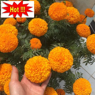 Hạt giống hoa Vạn thọ Cam lùn (30 hạt)