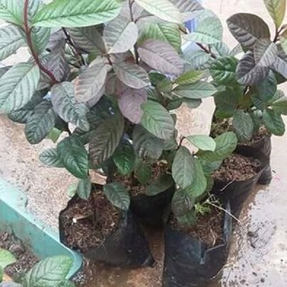 Cây giống ổi tím