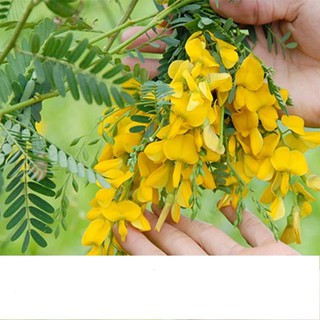 Hạt giống bông điên điển gói 1gr