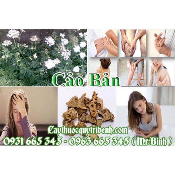 Cảo Bản Khô 100g - Hàng Công Ty Chất Lượng | BigBuy360 - bigbuy360.vn