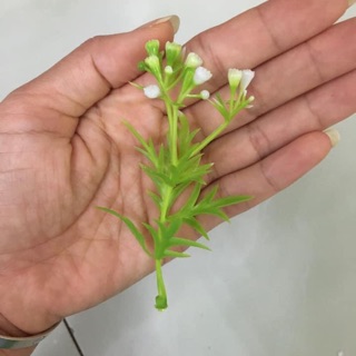 1 kg cỏ điểm các loại đã nhặt sạch
