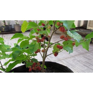 50H - HẠT GIỐNG DÂU TẰM
