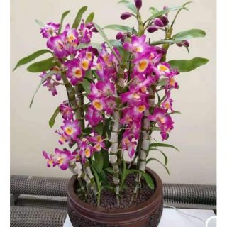 Phong lan Denro xuân