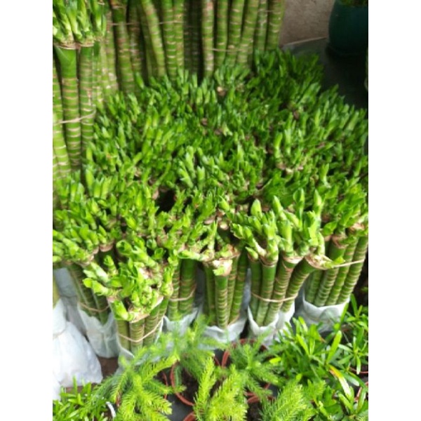 Phát Tài Thủy Sinh